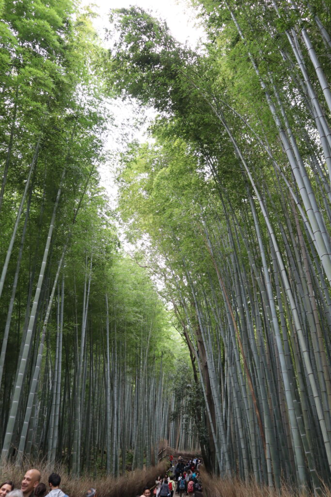 Arashiyama The beauty of Kyoto, Japan Kyoto Tea Ceremony & Tea